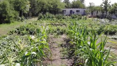 Gelişen bahçeli bir çiftlikte sürdürülebilir yaşam deneyimi! Taze, organik besinler, gübre atıkları yetiştir ve çevre dostu uygulamaları benimse. Karbon ayak izinizi azaltırken doğayla uyumluluğun tadını çıkarın..