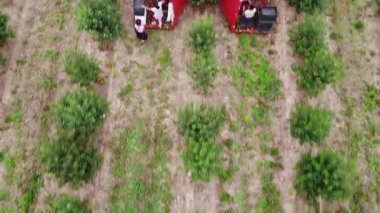 Büyük çiftlikler için kiraz hasadı.