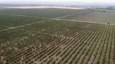 Büyük çiftlikler için kiraz hasadı.