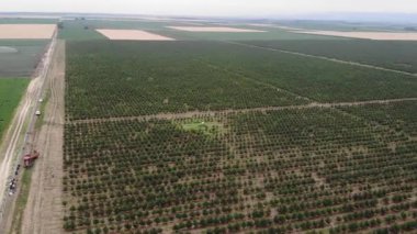 Büyük çiftlikler için kiraz hasadı.