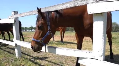 Atların sakin bir manzarası var. Bereketli tarlalarda yürüyor. Doğal güzellikler ve huzurlu kırsal manzaralarla çevrili bir çiftlikte..