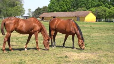 Atların sakin bir manzarası var. Bereketli tarlalarda yürüyor. Doğal güzellikler ve huzurlu kırsal manzaralarla çevrili bir çiftlikte..