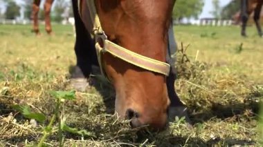 Atların sakin bir manzarası var. Bereketli tarlalarda yürüyor. Doğal güzellikler ve huzurlu kırsal manzaralarla çevrili bir çiftlikte..