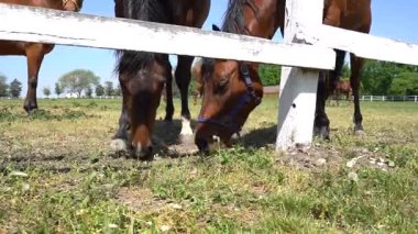 Atların sakin bir manzarası var. Bereketli tarlalarda yürüyor. Doğal güzellikler ve huzurlu kırsal manzaralarla çevrili bir çiftlikte..