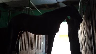 Atların sakin bir manzarası var. Bereketli tarlalarda yürüyor. Doğal güzellikler ve huzurlu kırsal manzaralarla çevrili bir çiftlikte..