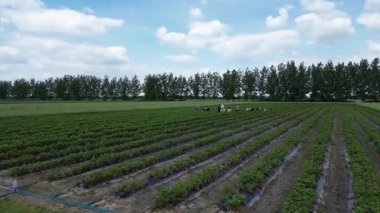 Çilek tarlası ve işgücü üretiyor. 