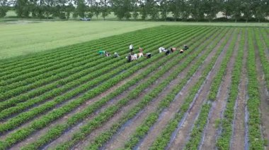 Tarım işçileri çilek tarlasında meyve topluyor