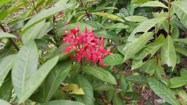 Bahçedeki çiçekler