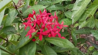 Bahçedeki çiçekler