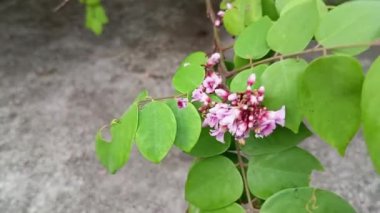 Bahçedeki çiçekler