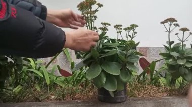 Bahçedeki çiçekler