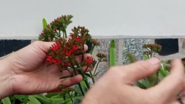 Bahçedeki çiçekler