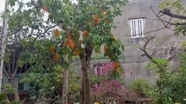 Yıldız meyve ağacı üzerinde