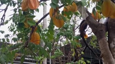 Yıldız meyve ağacı üzerinde