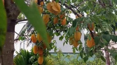 Yıldız meyve ağacı üzerinde