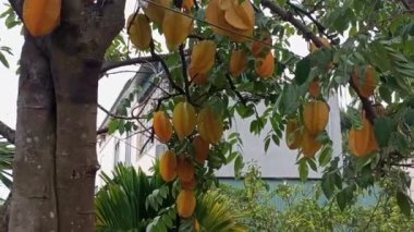 Yıldız meyve ağacı üzerinde