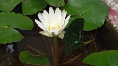 Kelebek ve saksıda çiçekler