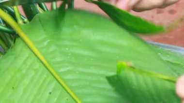 Yapışkan pirinç keki yap