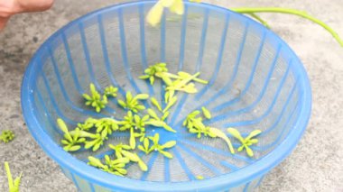 Biraz papaya çiçeği temizle.