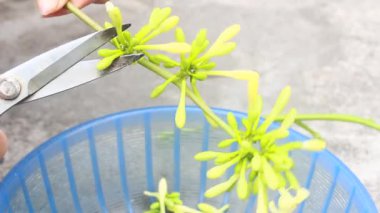 Biraz papaya çiçeği temizle.