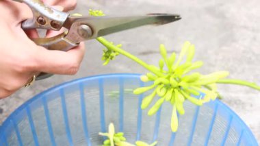 Biraz papaya çiçeği temizle.