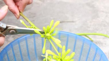 Biraz papaya çiçeği temizle.