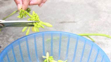 Biraz papaya çiçeği temizle.