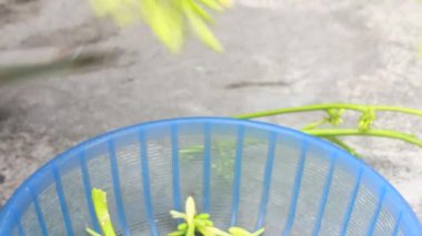 Biraz papaya çiçeği temizle.