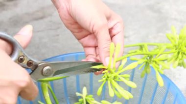 Biraz papaya çiçeği temizle. 