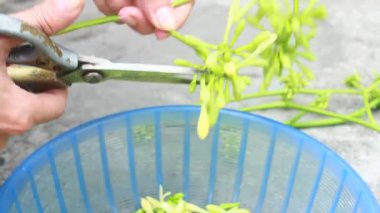 Biraz papaya çiçeği temizle. 