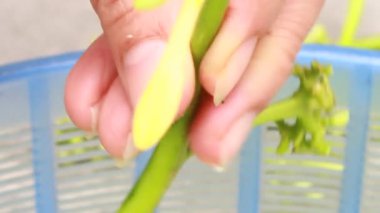 Biraz papaya çiçeği temizle.