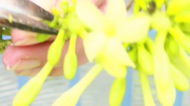 Biraz papaya çiçeği temizle.