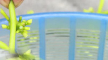 Biraz papaya çiçeği temizle.