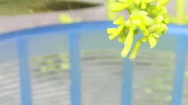 Biraz papaya çiçeği temizle.