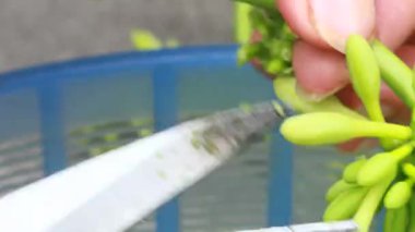 Biraz papaya çiçeği temizle.