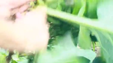 Biraz papaya çiçeği temizle.