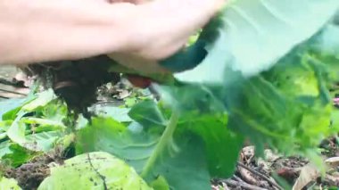 Biraz papaya çiçeği temizle.