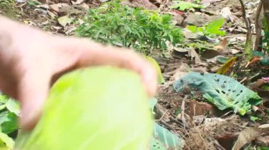 Biraz papaya çiçeği temizle.