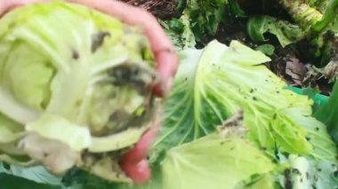 Biraz papaya çiçeği temizle.