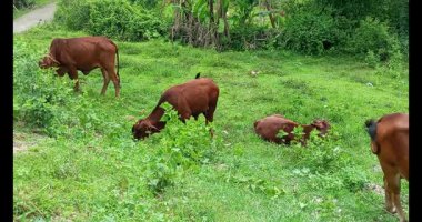 Yol kenarında otlayan inekler.
