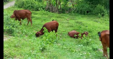 Yol kenarında otlayan inekler.