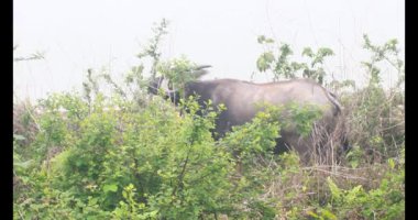  ASEAN Bufalo otlatma yolu