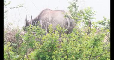  ASEAN Bufalo otlatma yolu