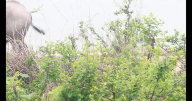 ASEAN Bufalo otlatma yolu