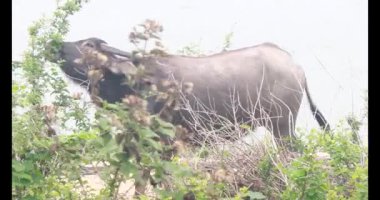  ASEAN Bufalo otlatma yolu