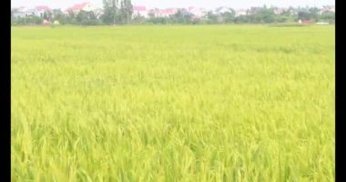 Sabah pirinç tarlası