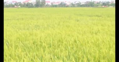 Sabah pirinç tarlası