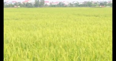 Sabah pirinç tarlası