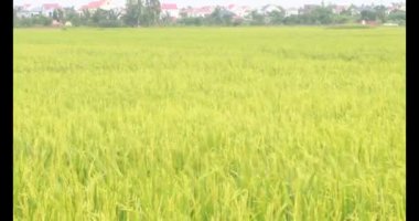 Sabah pirinç tarlası