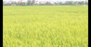 Sabah pirinç tarlası